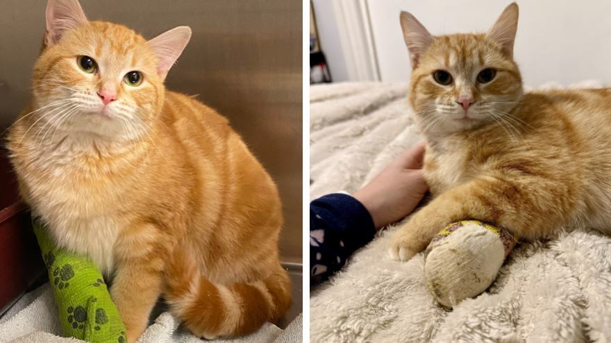 two pictures of an orange cat with a lime green cast on its front leg