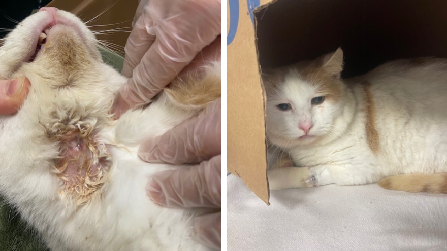 two images of a sad looking orange and white cat
