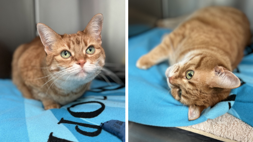 two images of an orange cat on a blue towel in a kennel