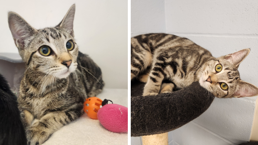 two images of a tabby cat laying down