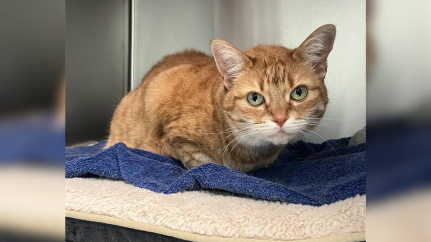 orange cat on a blue towel