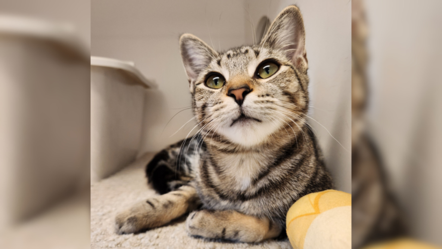 tabby cat laying on beige towel next to yellow toy