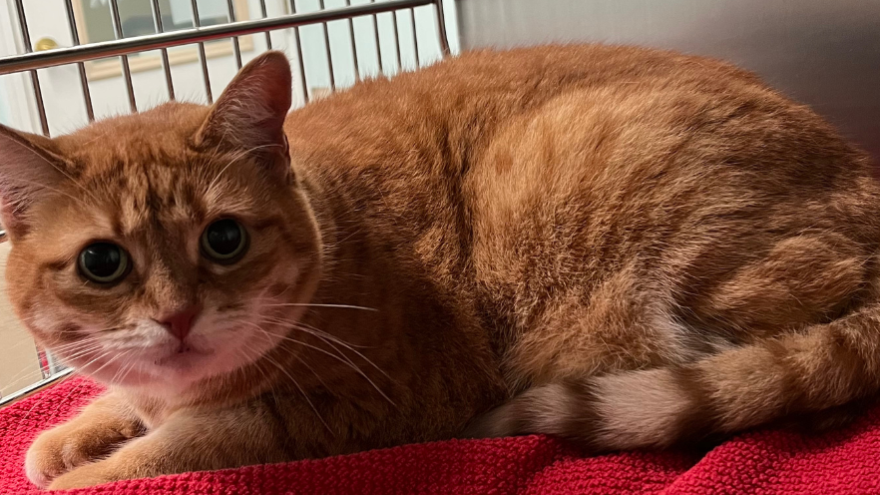 orange cat in kennel on red blanket