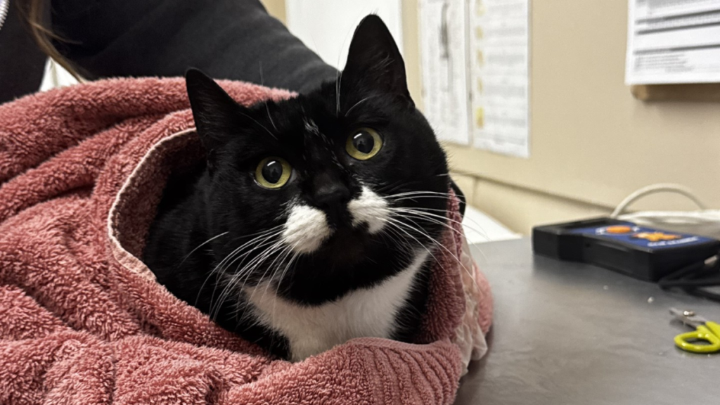black and white cat wrapped in a pink towel