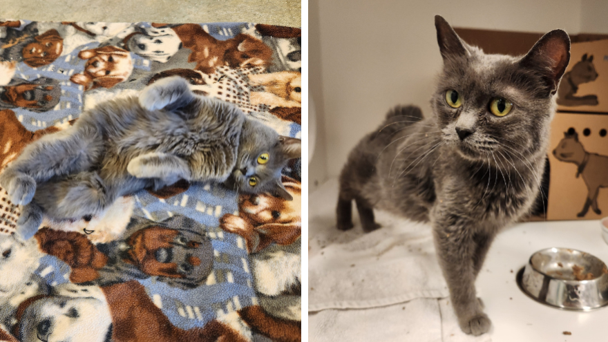 two images of grey cat with yellow eyes
