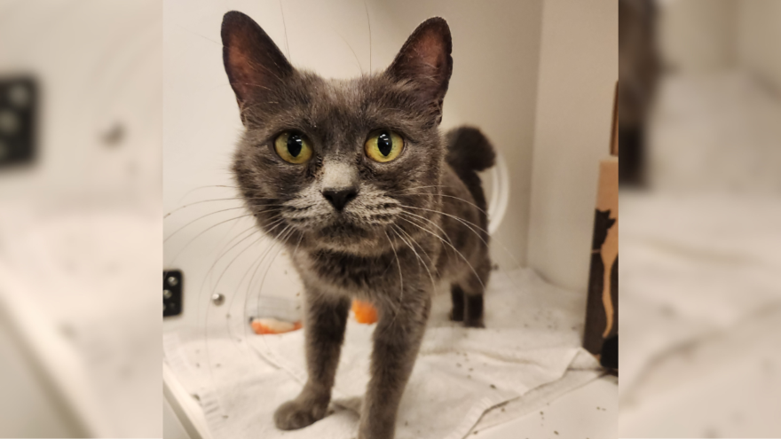 grey cat with yellow eyes standing on white towel
