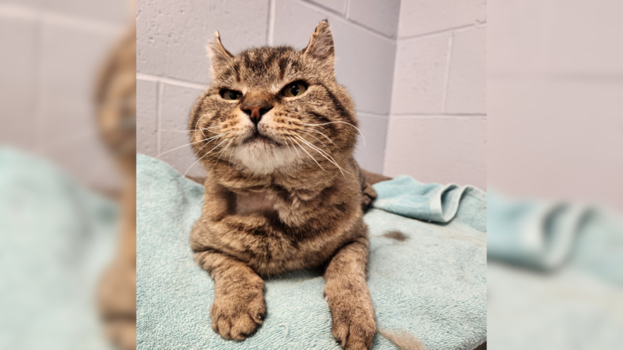 tabby cat laying on turquoise towel
