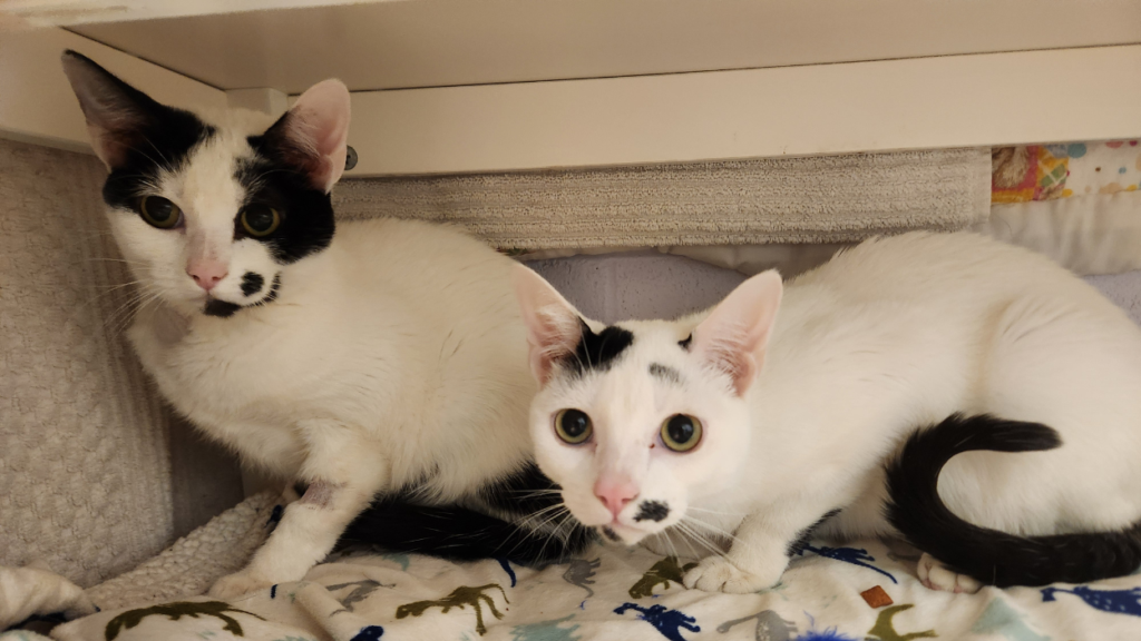 two white and black cats