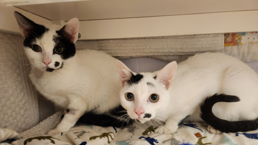 two white and black cats