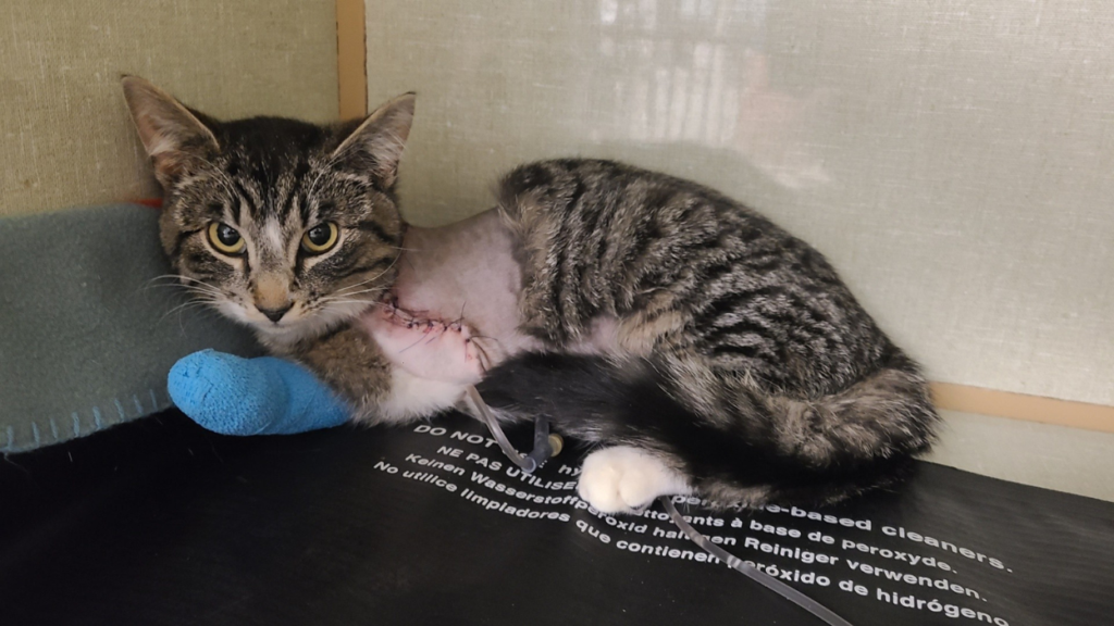 tabby cat with blue cast on foot