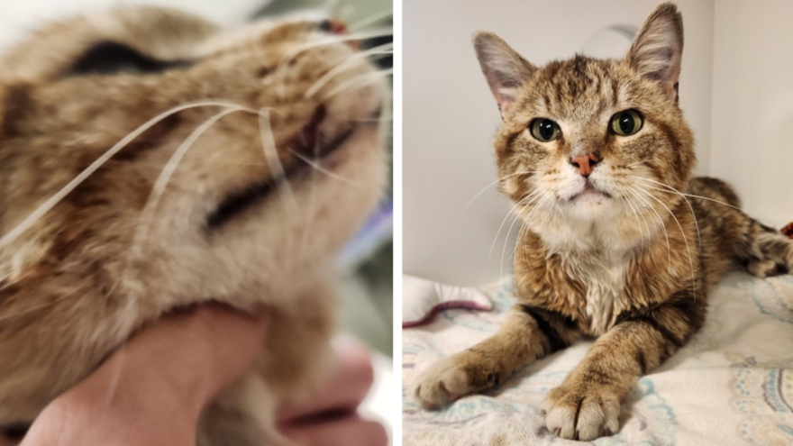 Clover, cat, medical emergency