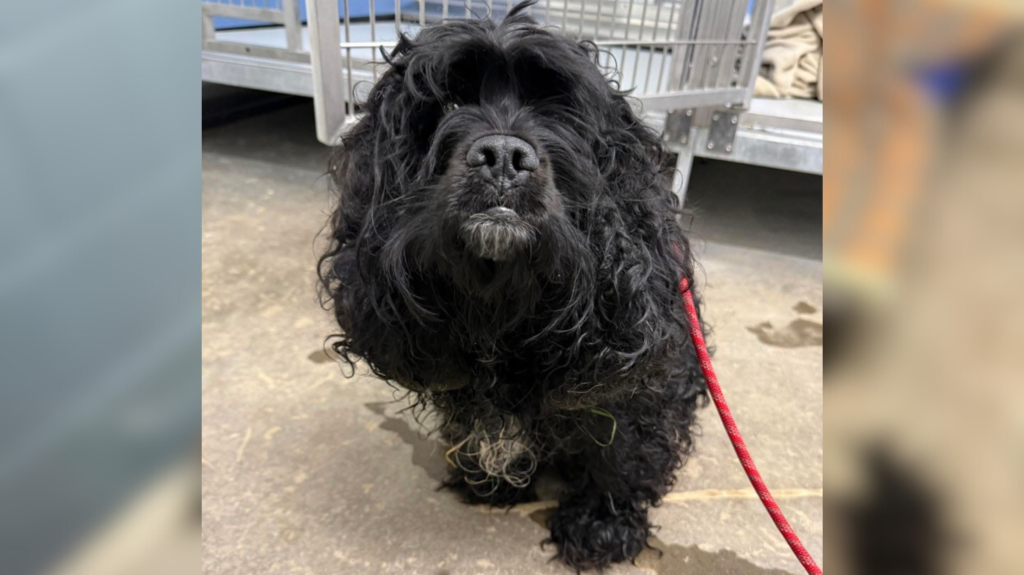 murphy, dog, cocker spaniel, matted