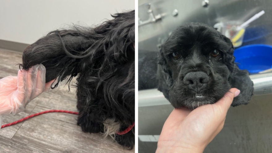 murphy, cocker spaniel, matted, medical